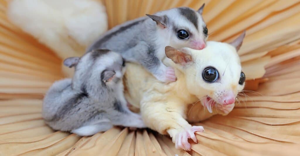 12 Reasons to Avoid Getting a Sugar Glider as a Pet