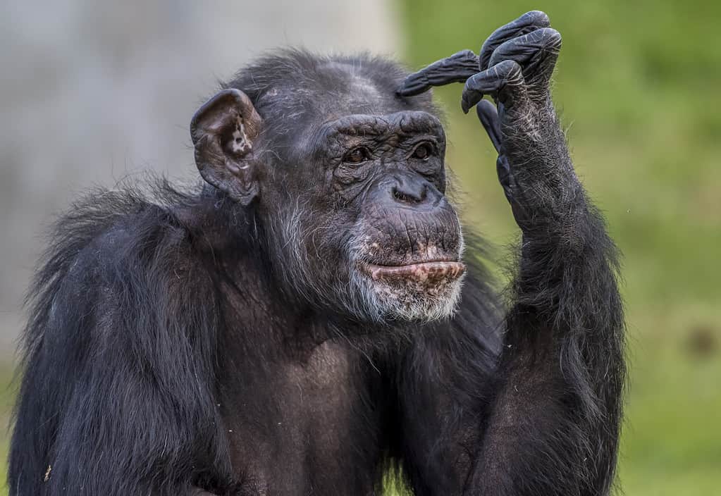 Male vs Female Chimpanzees: 15 Key Differences