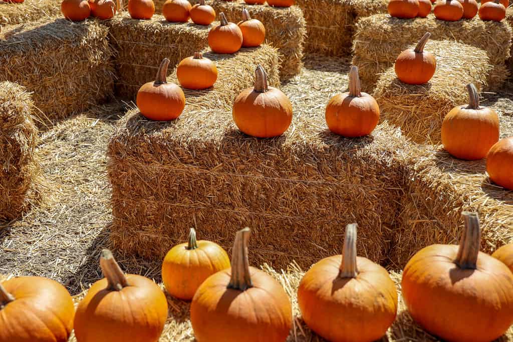 Explore the 8 Best Pumpkin Patches in Michigan For a Great Fall Adventure