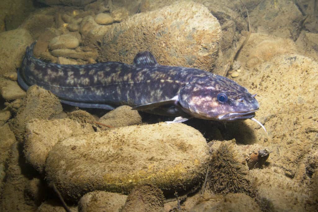 The 18 Largest Fish Ever Caught in New Hampshire