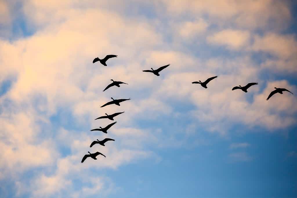 Why Do Geese Fly in V Formations?