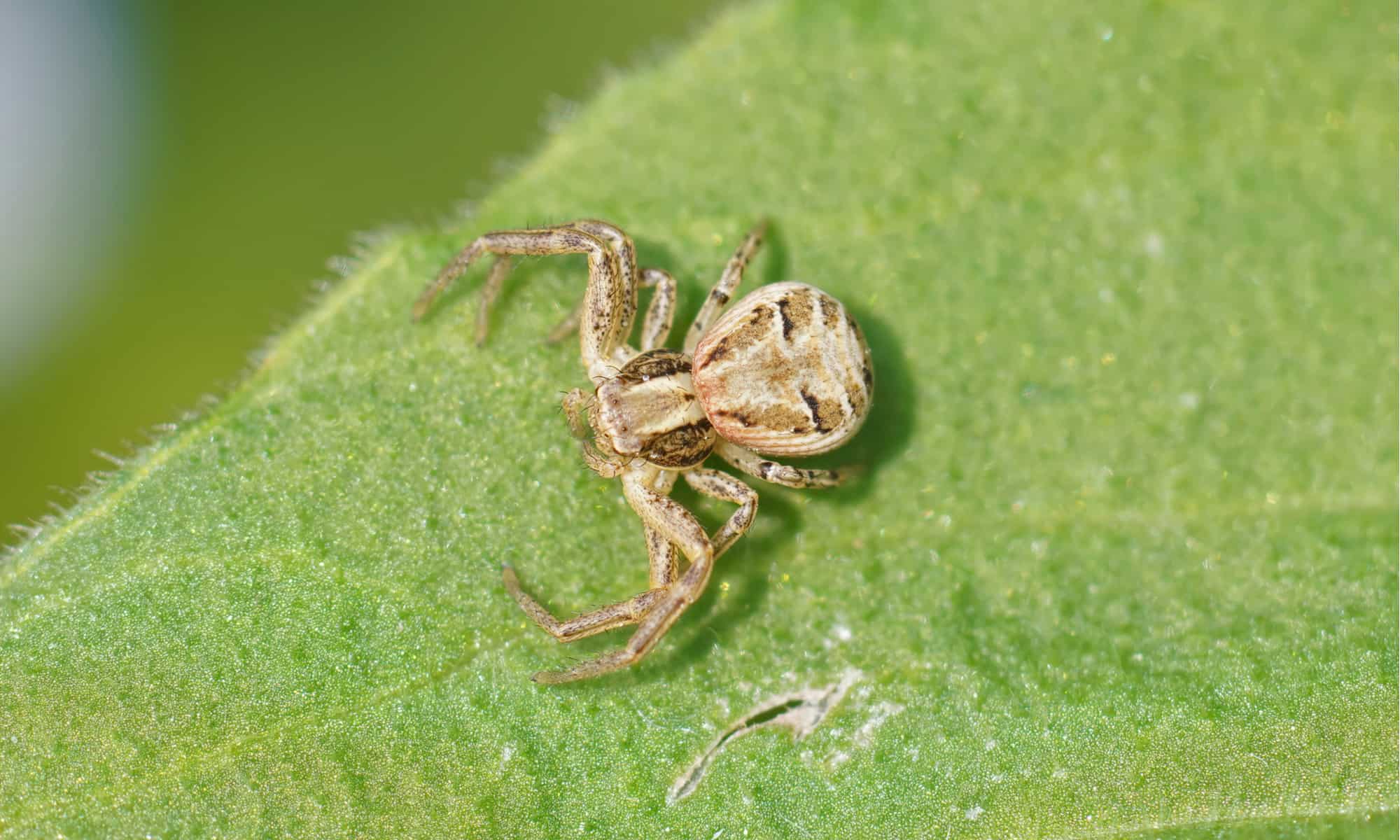 12 Spiders Crawling Around San Antonio