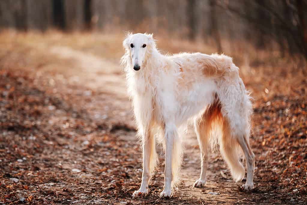 10 Dogs Uglier Than Peanut (The Proclaimed Ugliest Dog in the World)