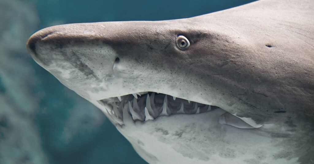 See a Kayaker's Stunned Reaction When a Speedy Shark Emerges from Nowhere to Steal His Fish