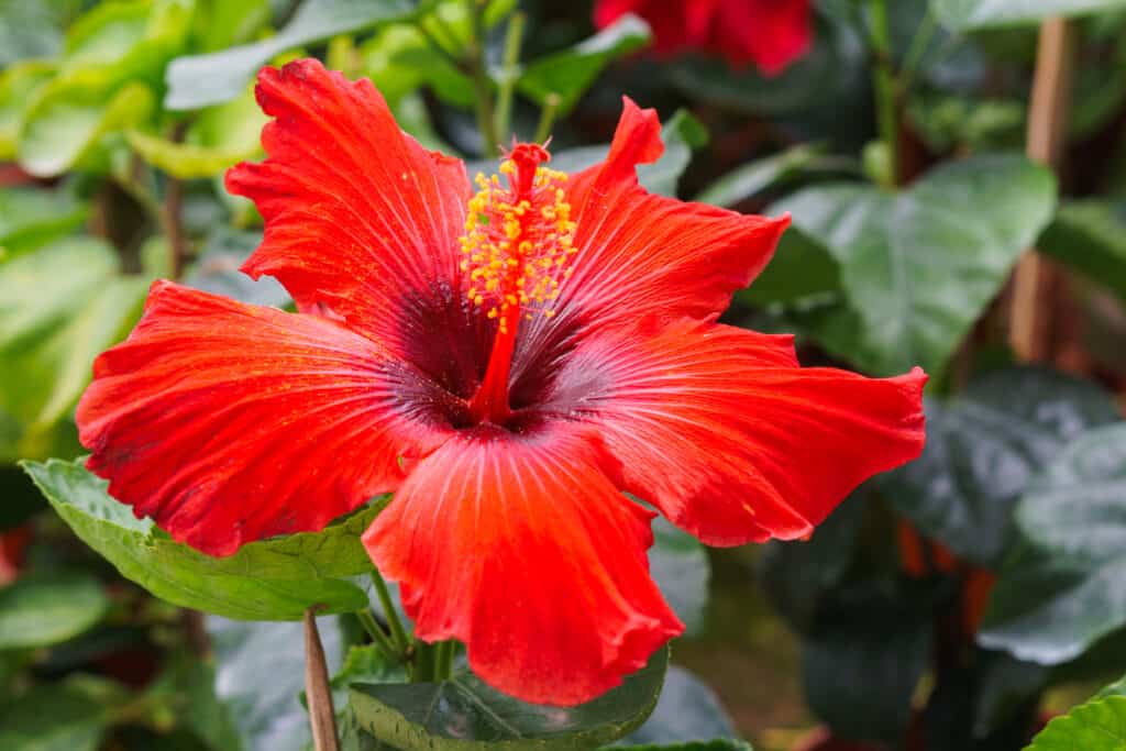 When Do Hibiscus Bloom? Discover Peak Season by Zone