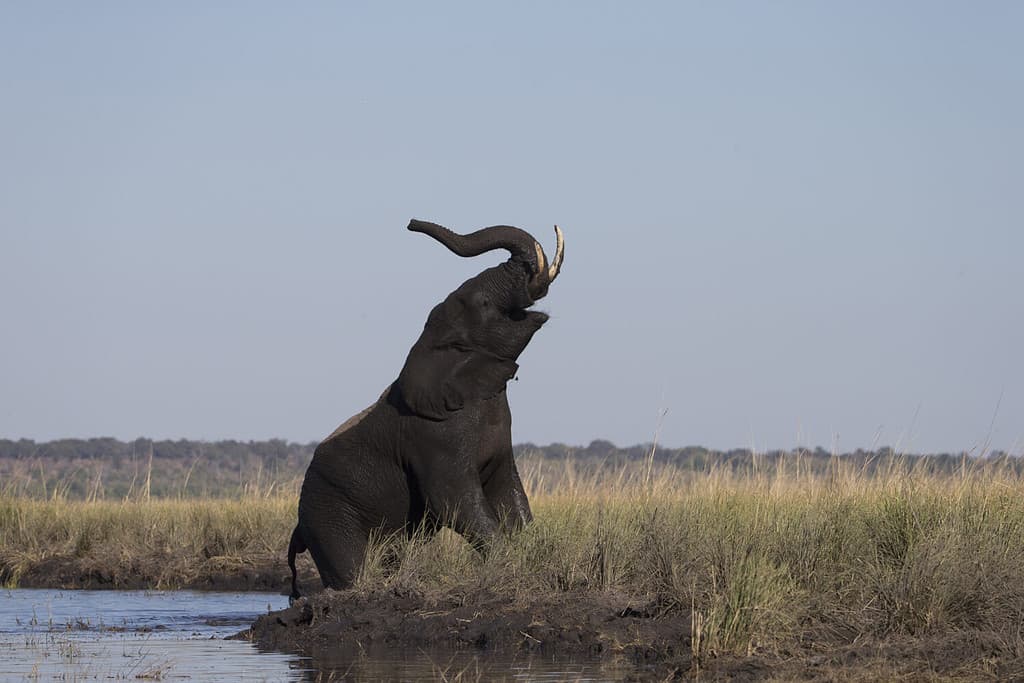 See An Elephant Demand Food By Sticking Its Trunk Through a Fence And Snagging Carrots