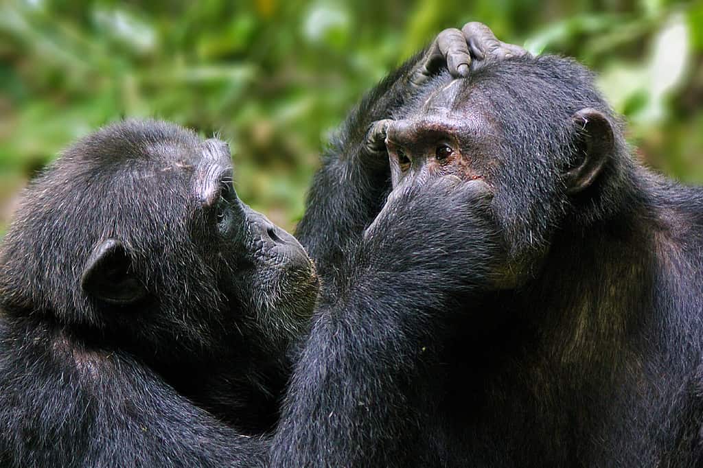 Male vs Female Chimpanzees: 15 Key Differences