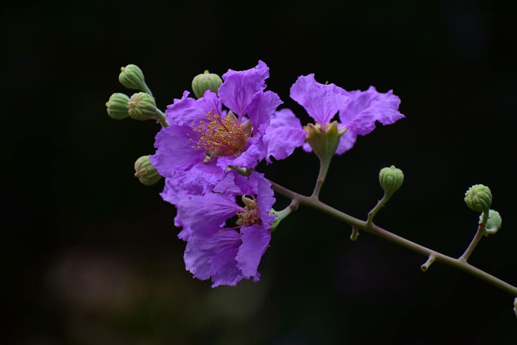 The 11 Best Purple Flowering Trees in Florida