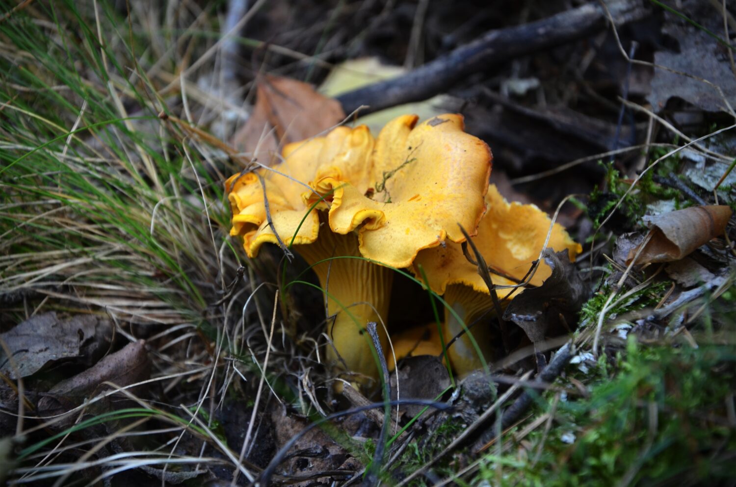 23 Mushrooms that Grow in Clusters