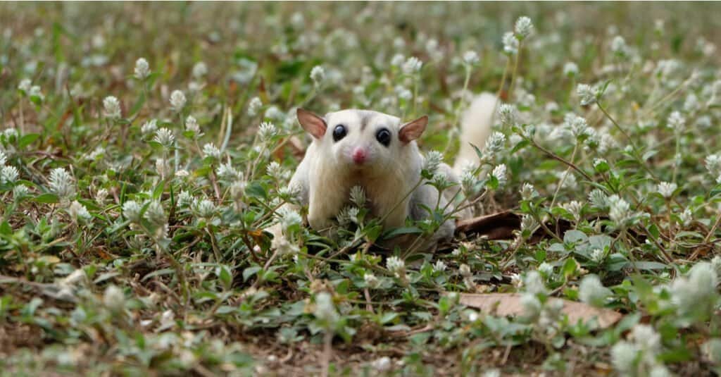 12 Reasons to Avoid Getting a Sugar Glider as a Pet