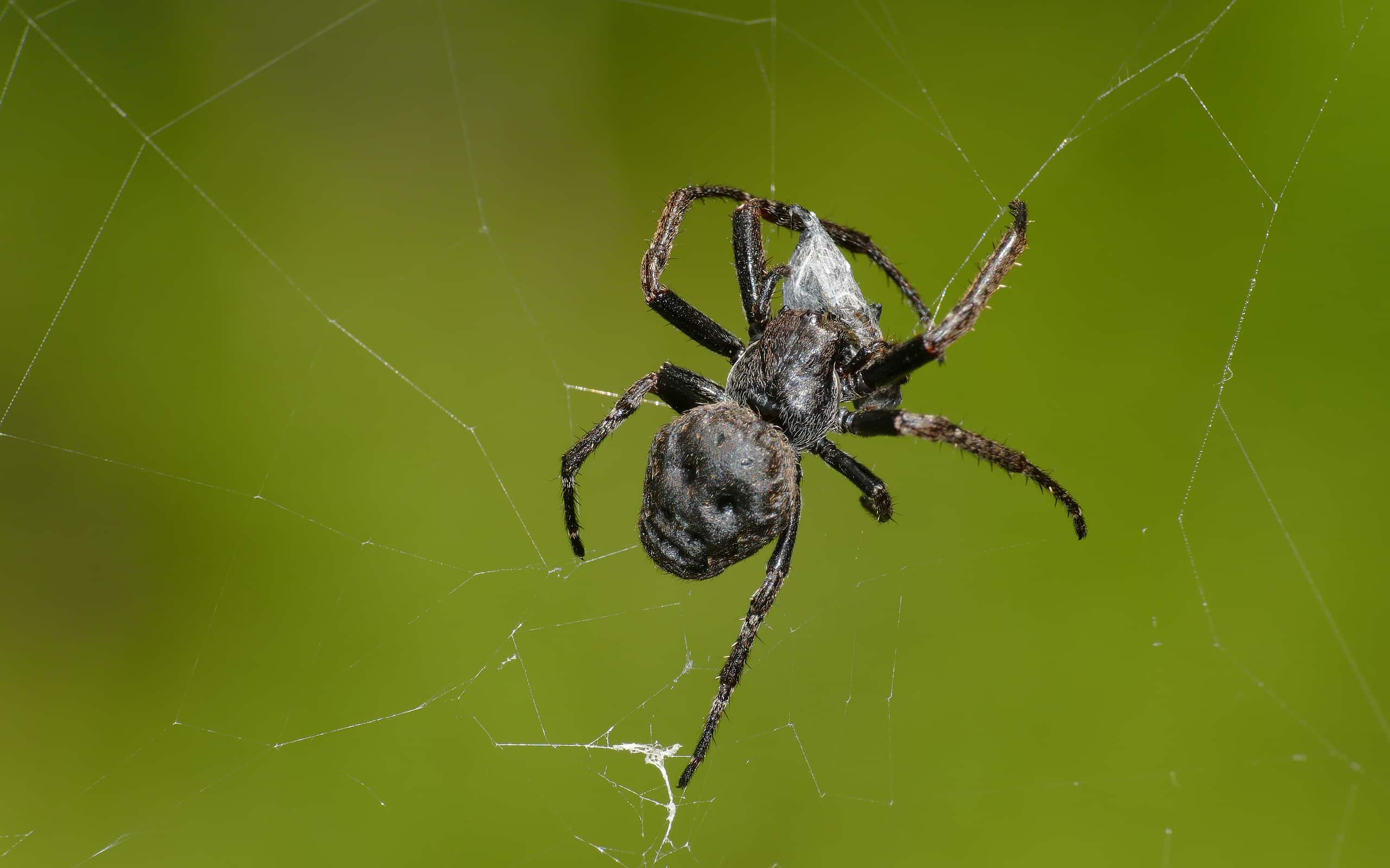 12 Spiders Crawling Around San Antonio