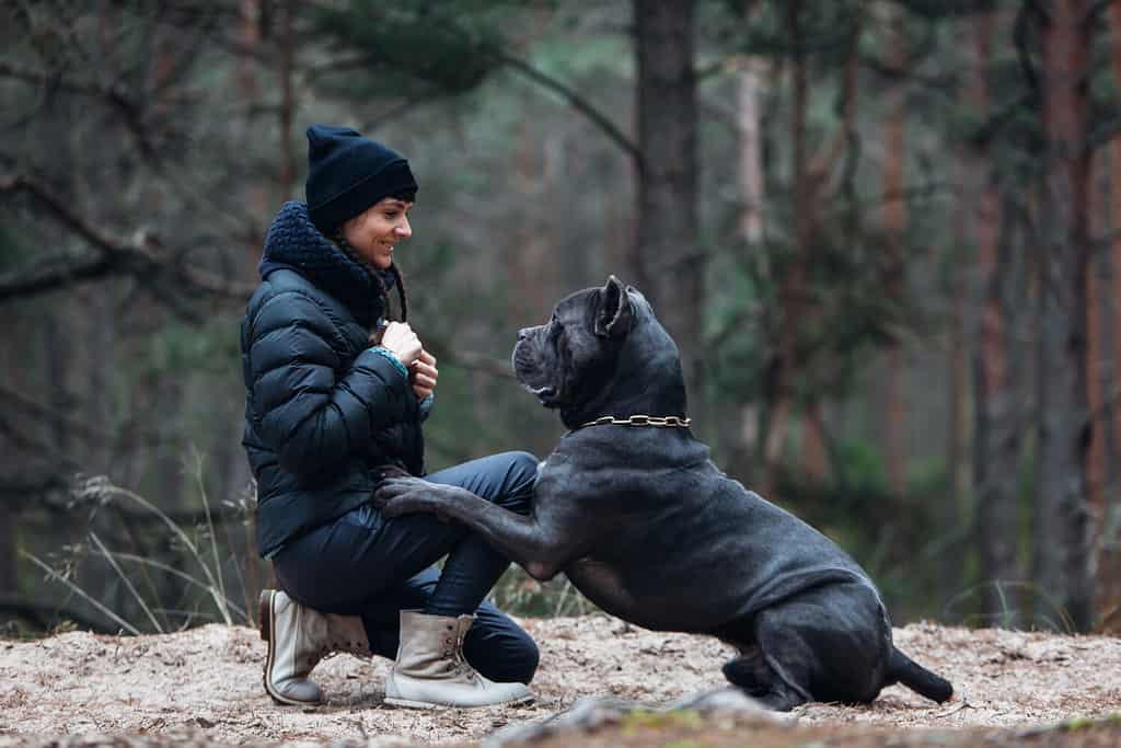 Cane Corso Lifespan: Average Life Expectancy and More!