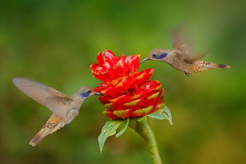 Discover 5 Colors That Hummingbirds Are Attracted To