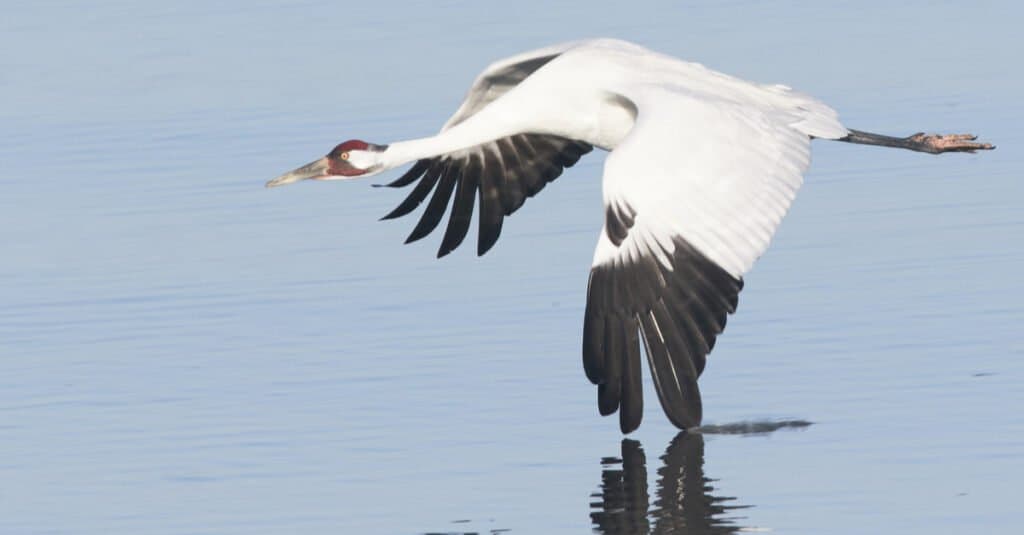 Discover the 27 Largest Flying Birds in Florida