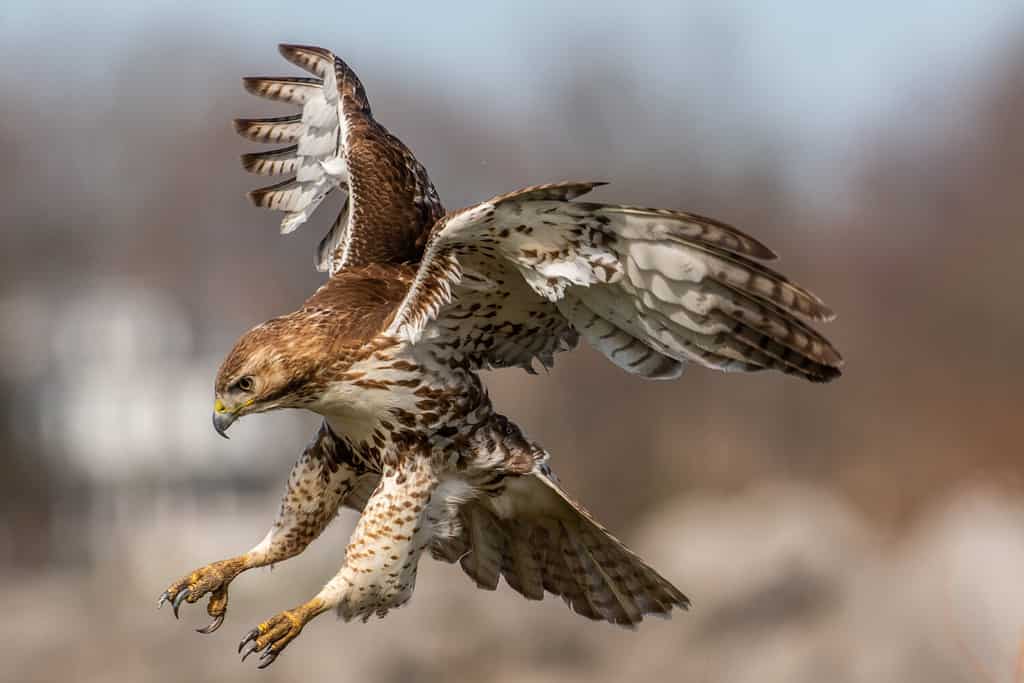 Discover the 27 Largest Flying Birds in Florida