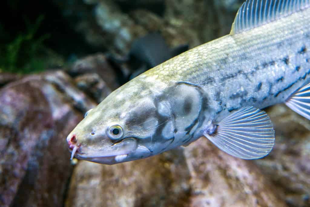 The 18 Largest Fish Ever Caught in New Hampshire