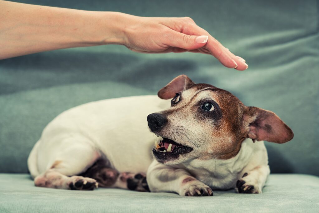 15 Critical Steps to Take When Socializing Your Dog with New People