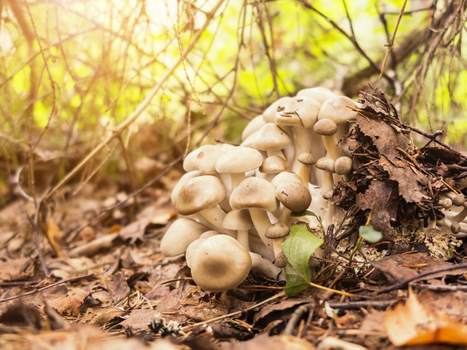 23 Mushrooms that Grow in Clusters