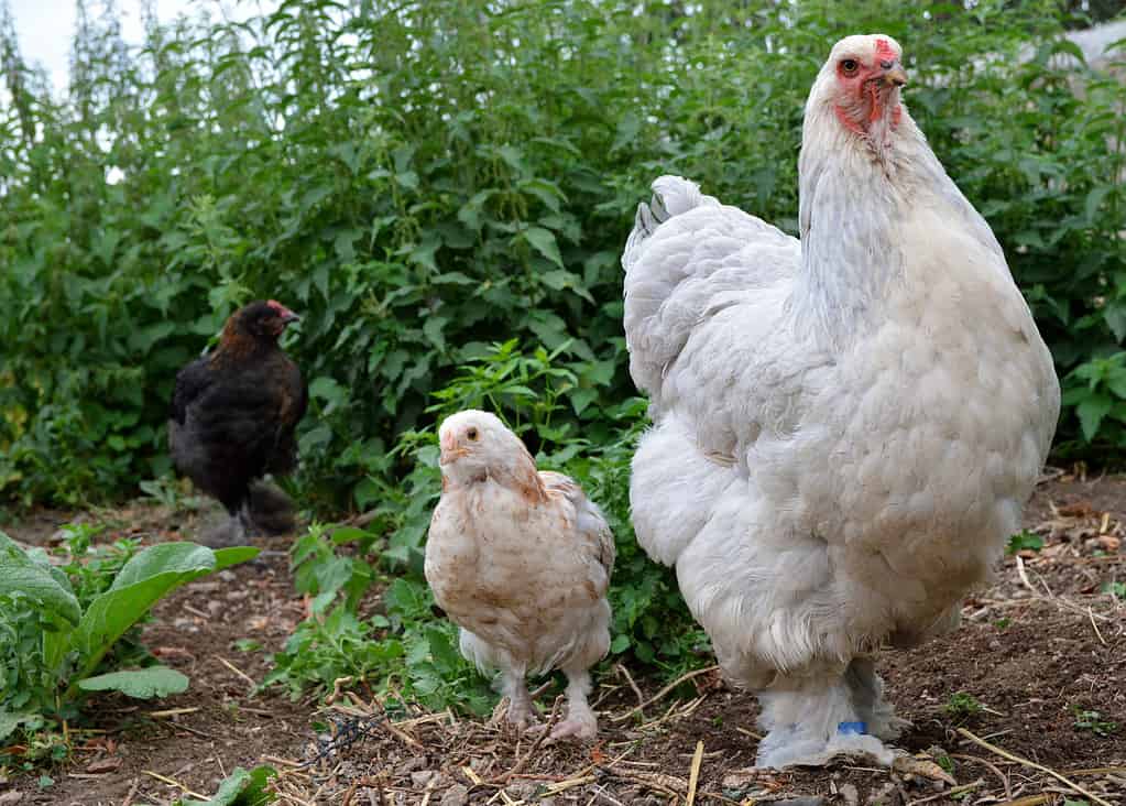 Can Chickens Safely Eat Apples?