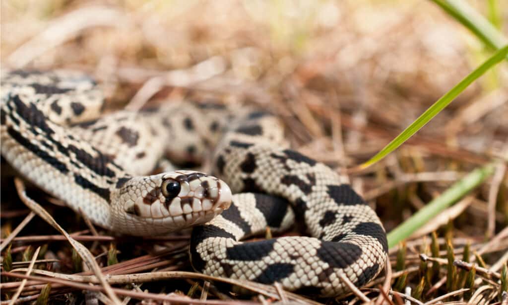 Watch a Man's Surprising Reaction When He Rolls Up on One of the Rarest Snakes in the U.S.