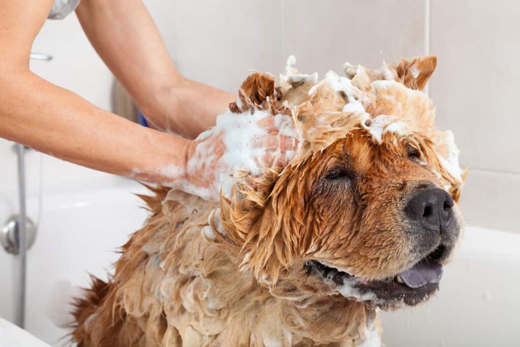 The 4 Best Homemade Dog Shampoo Solutions 