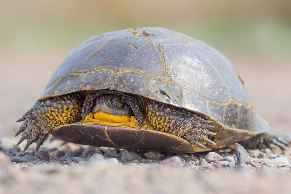 Turtle Shell Rot: Common Symptoms and Causes (Plus How to Treat It)