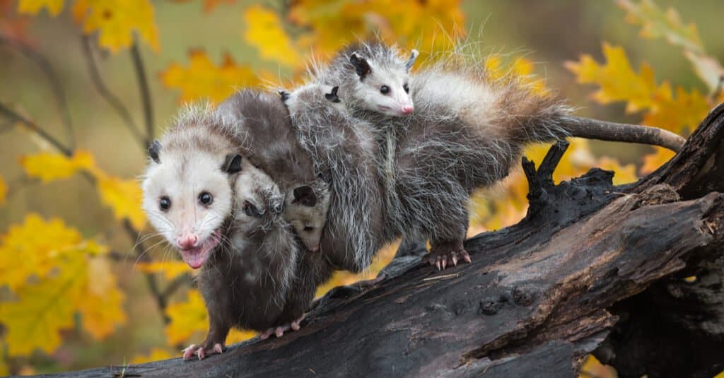 Trail Camera Catches a Opossum Sneaking Up on A Skunk and Pushes It Into a Pond