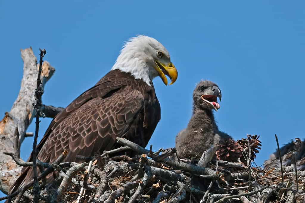 The 6 Best Places and Times to See Bald Eagles in Pennsylvania