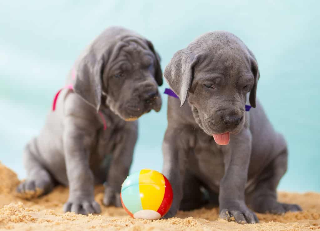 When to Neuter or Spay Your Great Dane: 3 Steps to Follow