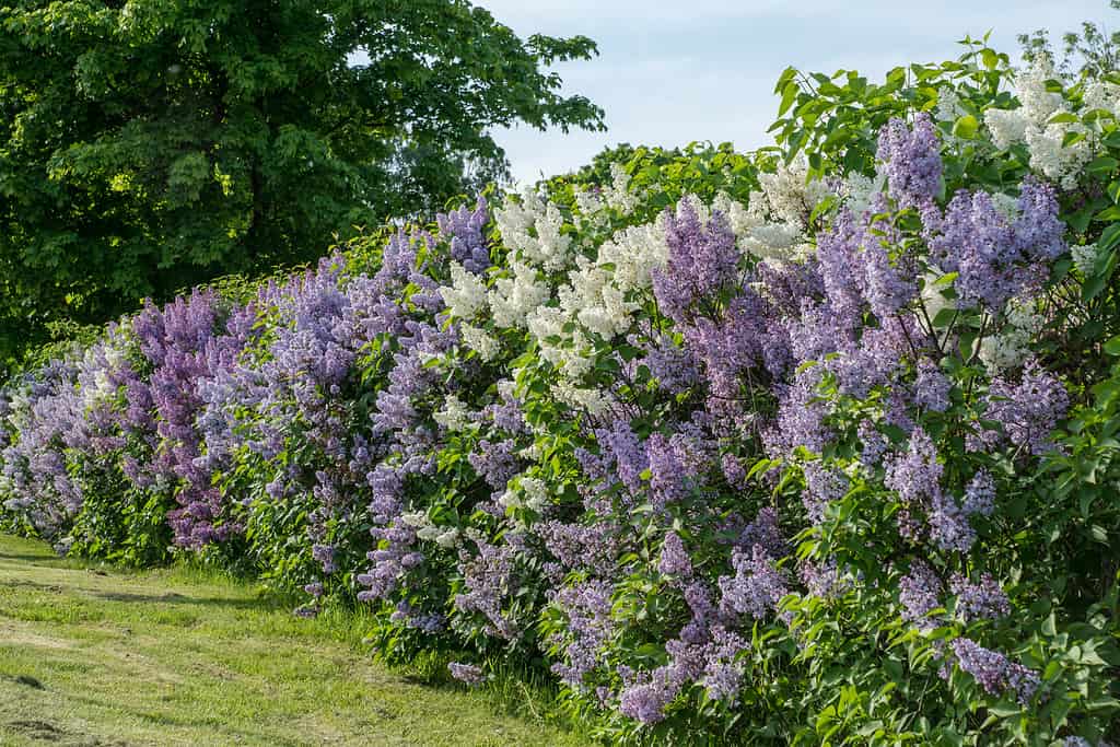 Discover the 10 Best Shrubs to Plant in Ohio (From Flowering to Evergreen!)