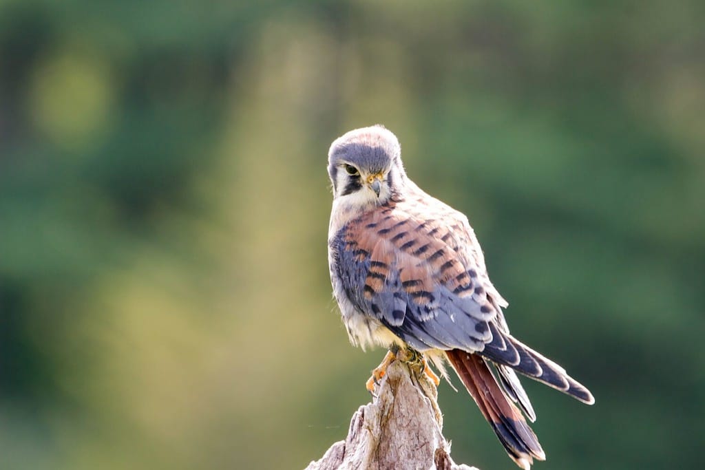 The 4 Types of Falcons That Call Florida Home