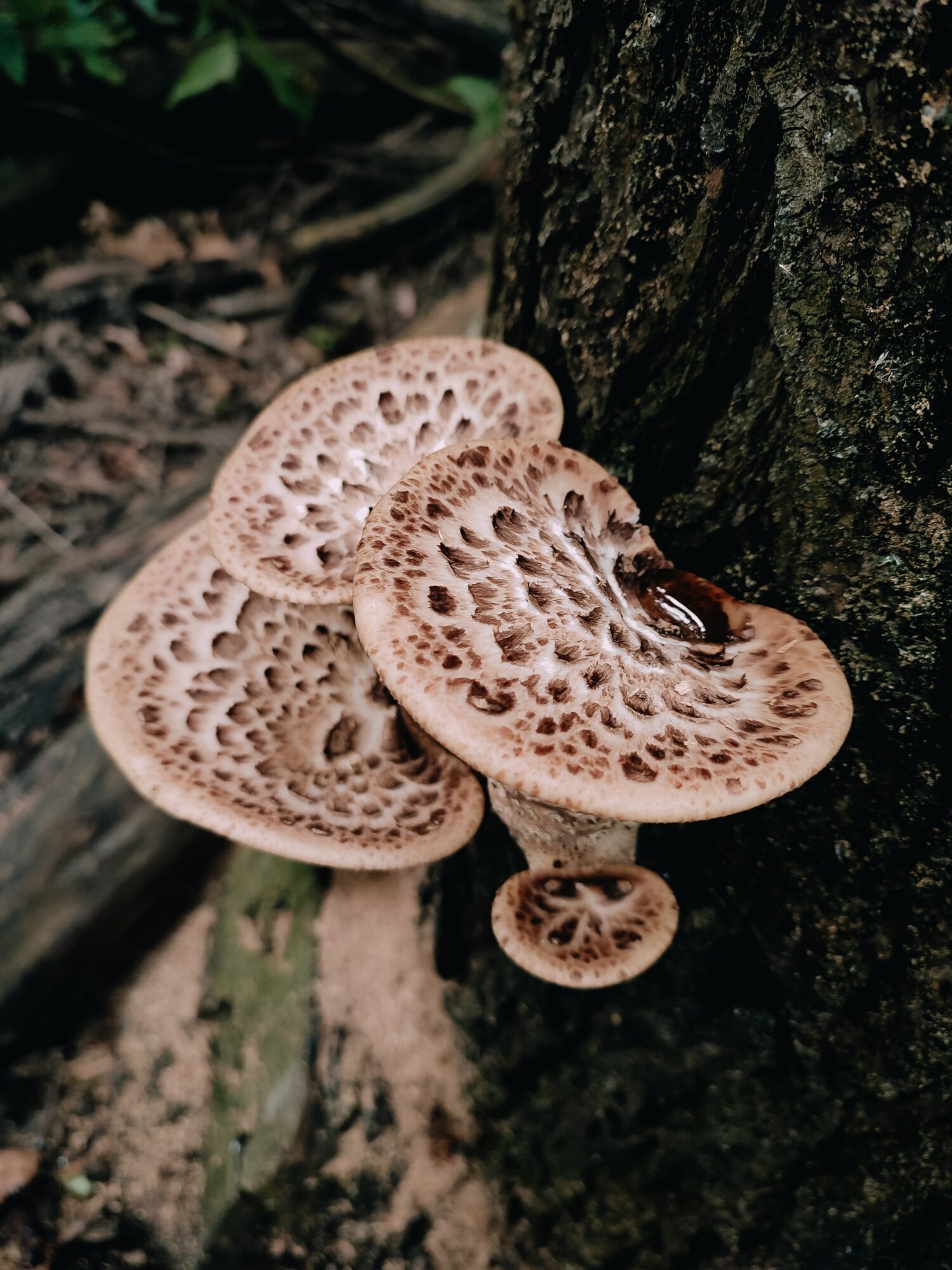 23 Mushrooms that Grow in Clusters