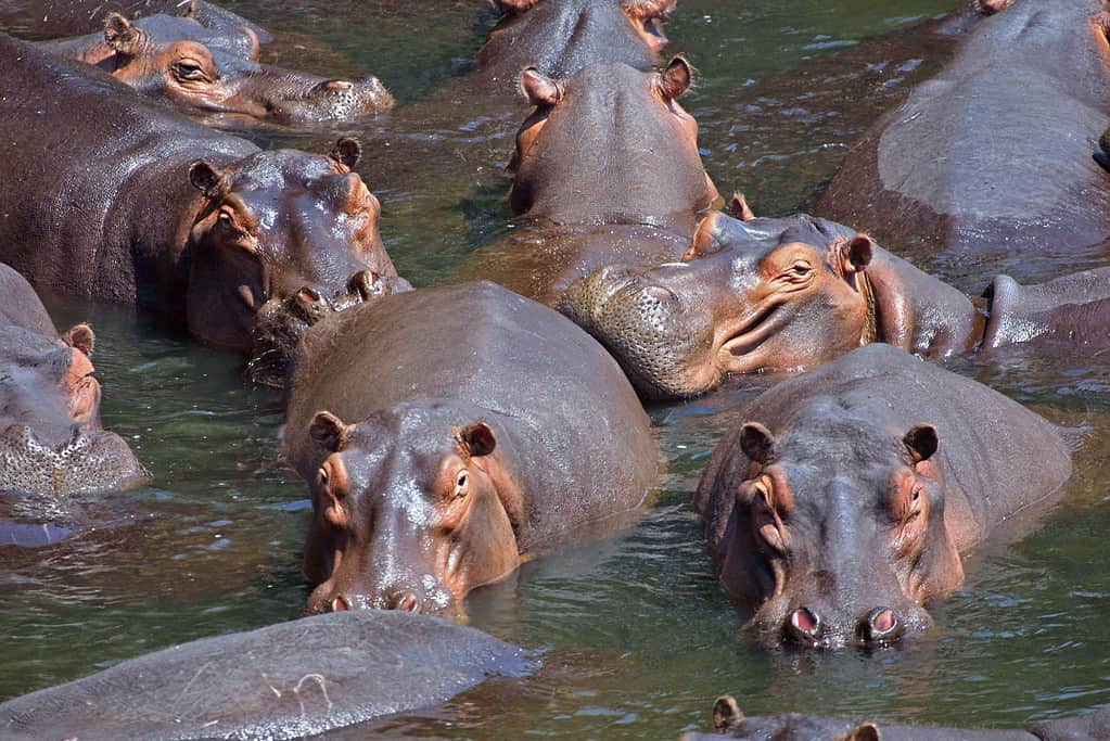 The 15 Most Social Animals Still Roaming the Planet Today