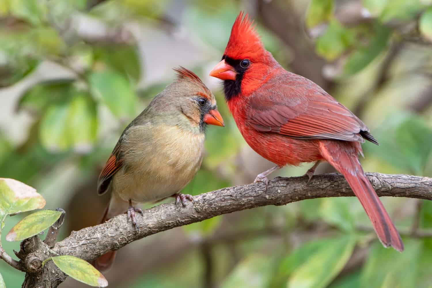 Discover the Official State Bird of Virginia