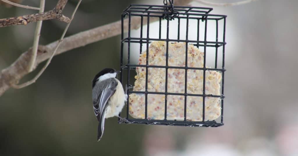 Discover the 12 Types of Bird Feeders to Attract a Variety of Birds to Your Yard