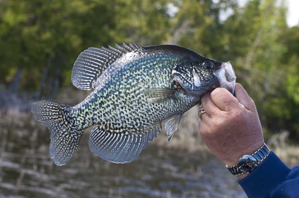 The 18 Largest Fish Ever Caught in New Hampshire