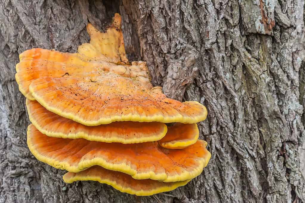 23 Mushrooms that Grow in Clusters