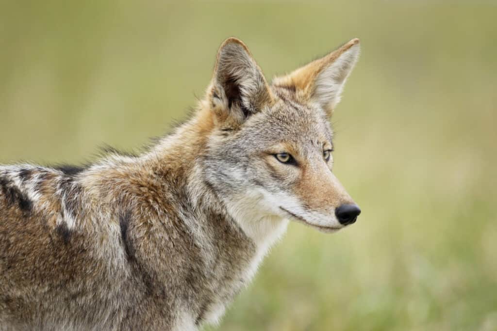 Watch What Happens When a Man's Dog Strolls Into a Feisty Coyote's Domain