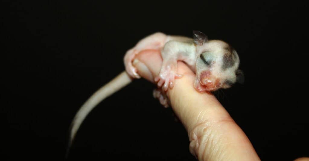 12 Reasons to Avoid Getting a Sugar Glider as a Pet