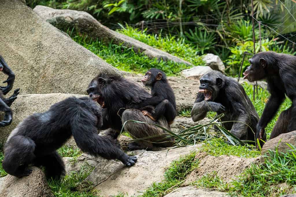 Male vs Female Chimpanzees: 15 Key Differences