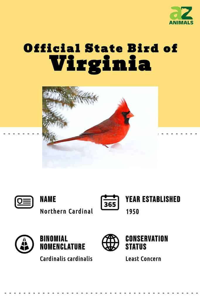 Discover the Official State Bird of Virginia