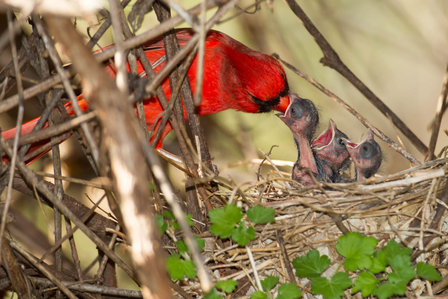 Discover the Official State Bird of Virginia