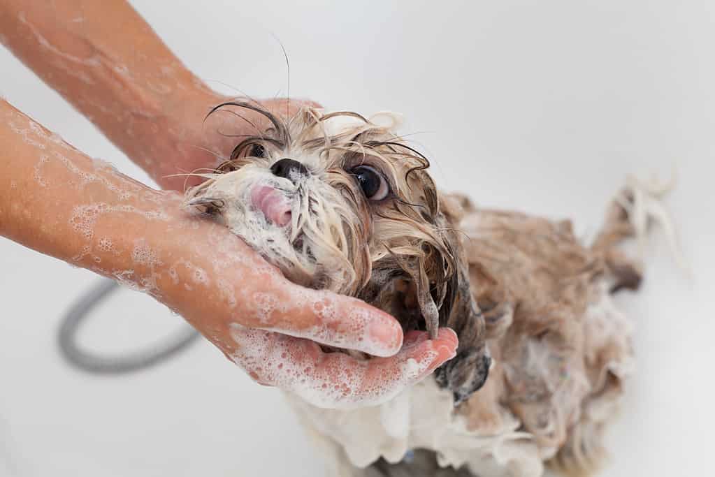 The 4 Best Homemade Dog Shampoo Solutions 