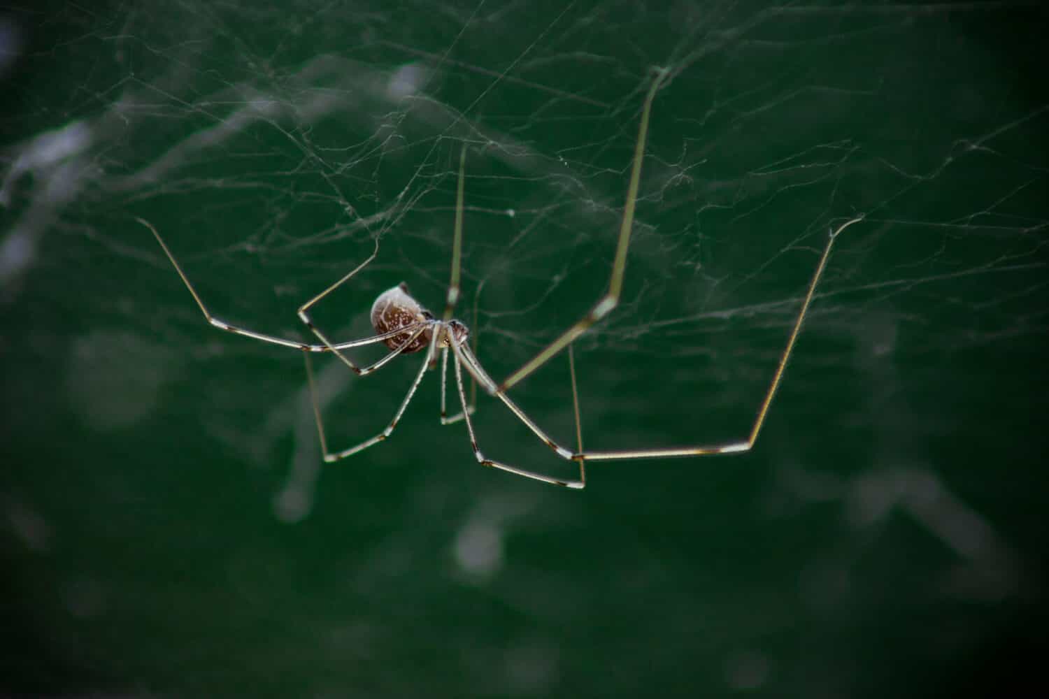 12 Spiders Crawling Around San Antonio