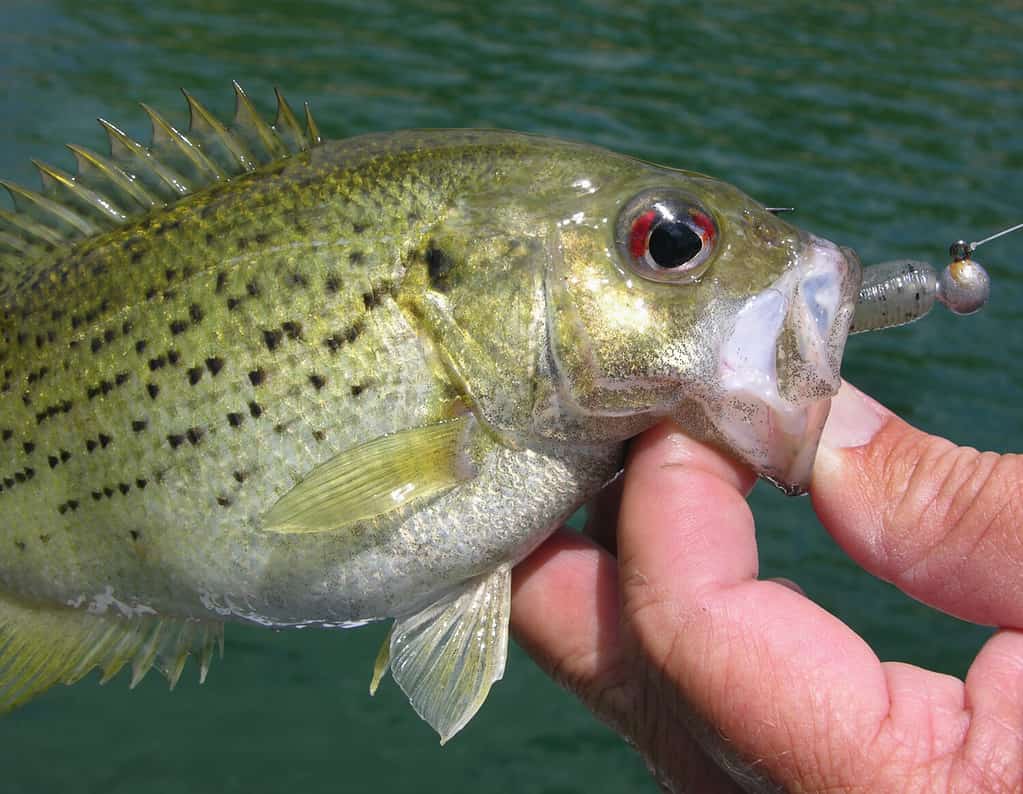 The 18 Largest Fish Ever Caught in New Hampshire