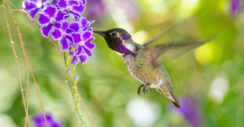 Discover 5 Colors That Hummingbirds Are Attracted To