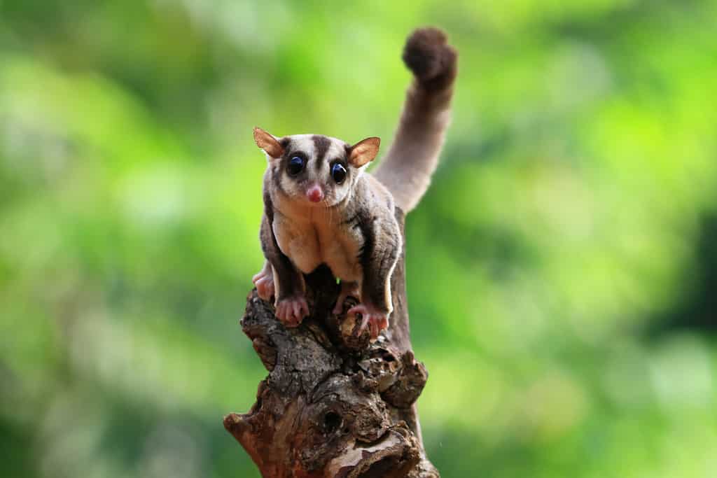 12 Reasons to Avoid Getting a Sugar Glider as a Pet