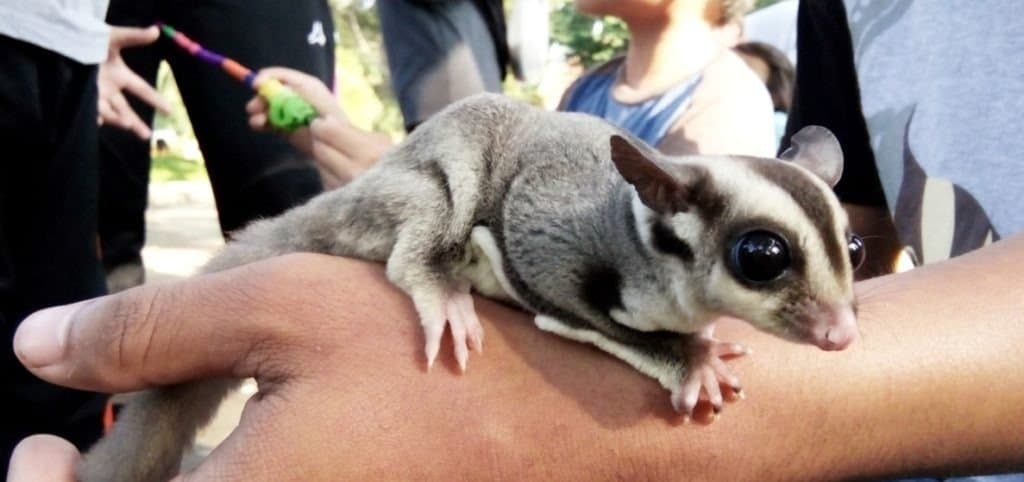 12 Reasons to Avoid Getting a Sugar Glider as a Pet