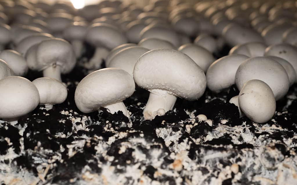 23 Mushrooms that Grow in Clusters