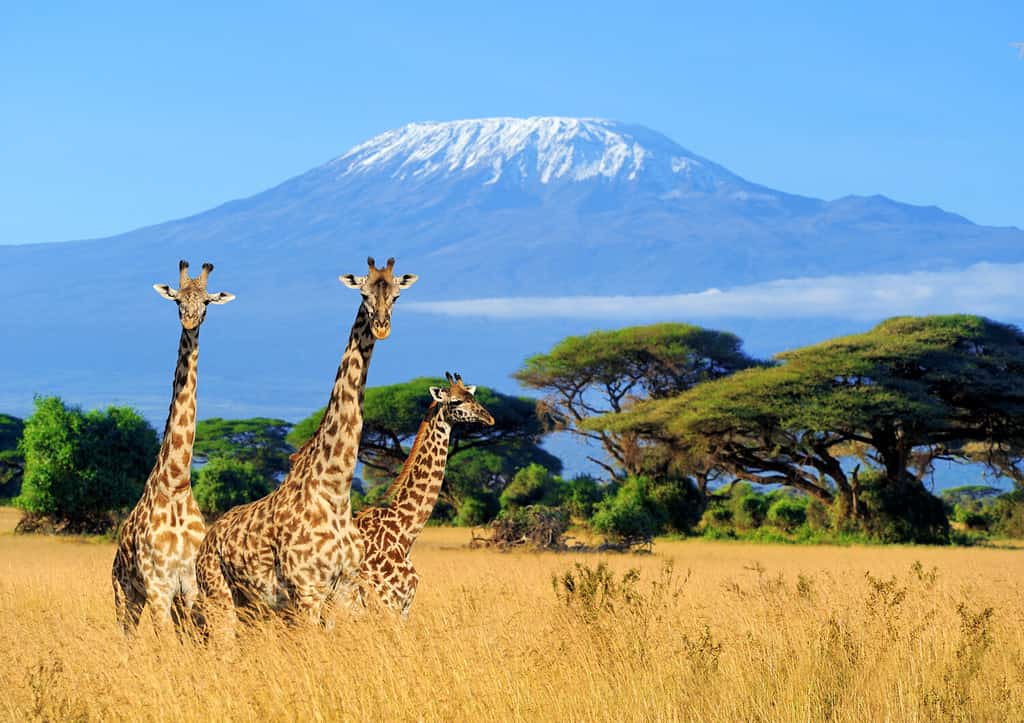 Discover the 10 Healthiest Countries in Africa